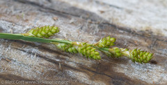 Carex canescens