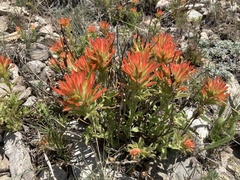 Castilleja applegatei viscida