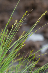 Carex canescens