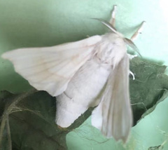 Bombyx