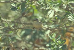 Psaltriparus minimus