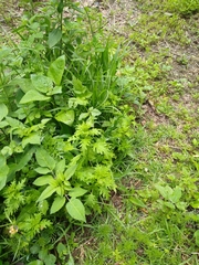 Dysphania graveolens