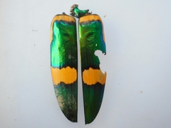 Chrysochroa viridisplendens