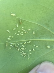 Illinoia liriodendri