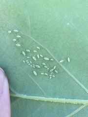 Illinoia liriodendri