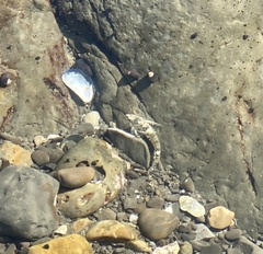 Oligocottus maculosus