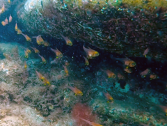 Pempheris multiradiata