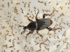 Cosmopolites sordidus