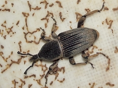 Cosmopolites sordidus