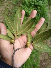 Quercus crassipes