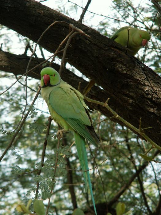 File:Rose-ringed Parakeet (Psittacula krameri) at nest in Narshapur, AP W  IMG 0741.jpg - Wikimedia Commons