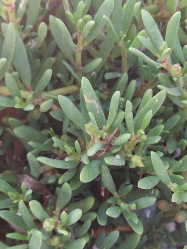Aizoaceae image