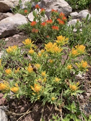 Castilleja applegatei viscida