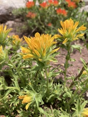 Castilleja applegatei viscida