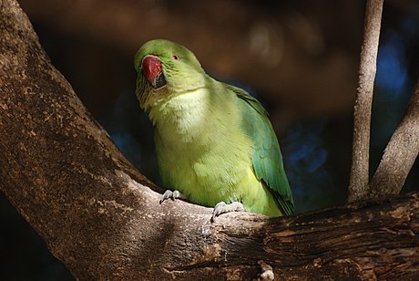 The rose-ringed parakeet (Psittacula krameri), also known as the ringneck  parrot (in aviculture) or the Kramer parrot, is a medium-sized ... |  Instagram