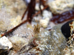 Palaemon serenus