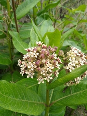 Asclepias notha