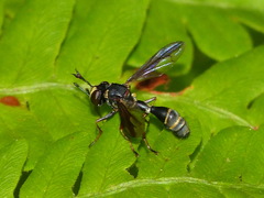 Physocephala marginata