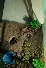 Acanthoscurria geniculata