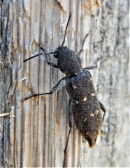 Xylotrechus mormonus