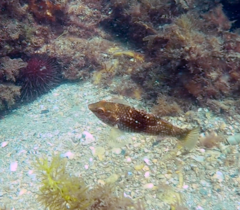 Notolabrus tetricus