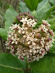 Asclepias notha