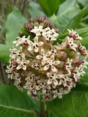 Asclepias notha