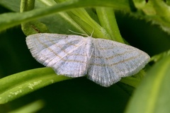 Scopula quadrilineata