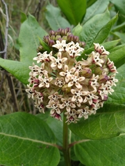 Asclepias notha