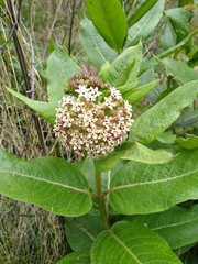 Asclepias notha