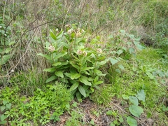 Asclepias notha