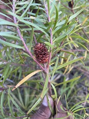 Leucadendron pondoense