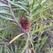 Leucadendron pondoense - Photo (c) Troos van der Merwe, μερικά δικαιώματα διατηρούνται (CC BY-NC), uploaded by Troos van der Merwe