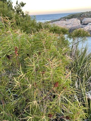 Leucadendron pondoense