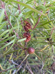 Leucadendron pondoense