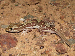 Lucasium steindachneri