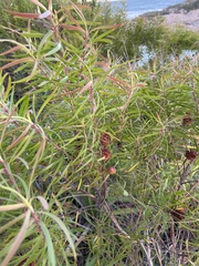 Leucadendron pondoense