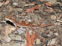 Lucasium steindachneri