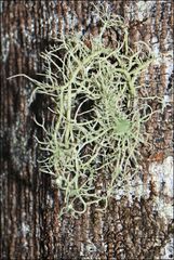 Usnea molliuscula