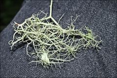 Usnea molliuscula