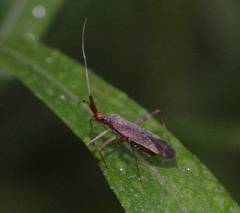 Phytocoris lasiomerus