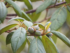Cornus disciflora