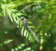 Eusynthemis guttata