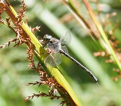Austroaeschna multipunctata