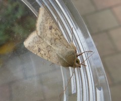 Helicoverpa armigera conferta