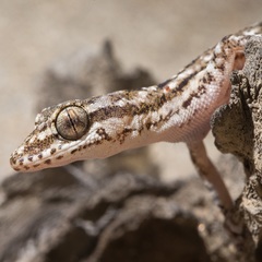 Phyllodactylus lepidopygus