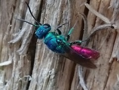 Chrysis ignita