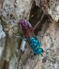 Chrysis ignita