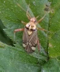 Rhabdomiris striatellus