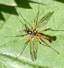 Tanyptera nigricornis
